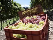 Produtores de vinho investem cada vez mais no enot