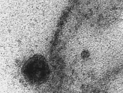 USP: novo coronavírus infecta e se replica em glân