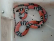 Oitava serpente é resgatada pelo Batalhão Ambienta
