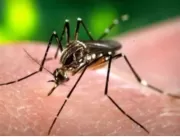 Casos de dengue no Brasil já são triplo do mesmo p