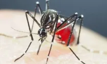Desafio sem precedentes em 2024: dengue e covid-19 em alta no Brasil