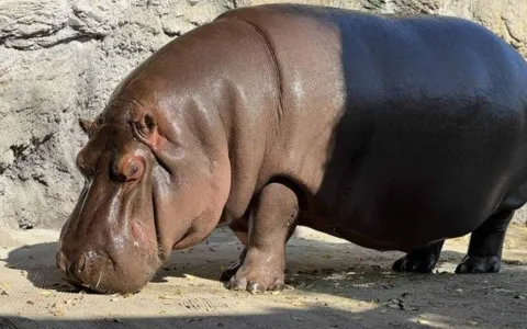 Hipopótamo saiu do México como macho e no Japão de