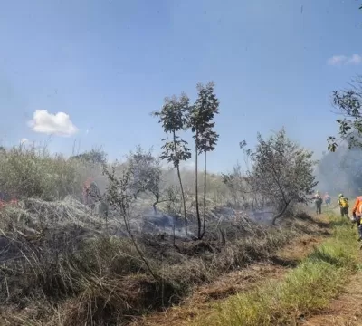 Queima controlada ajuda a evitar incêndios florest