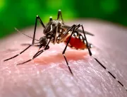 Os mosquitos te picam por que seu sangue é doce?