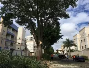 Podas de árvores opõem ambientalistas e Prefeitura