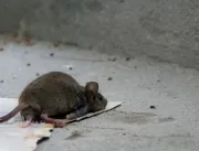 CCZ detecta alta em população de roedores e intens