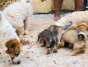 Uberlândia recebe evento em prol de cães e gatos