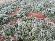 Geada em Uberlândia pode provocar escassez de frut