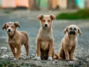 ONGs de proteção animal em Uberlândia sofrem com r