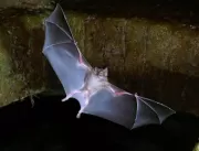 SMS confirma caso de raiva em morcego em Uberlândi