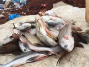 Volume de pescados apreendidos durante a piracema 