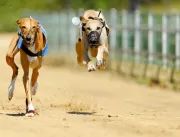 Lei que proíbe realização de corrida de cães em Ub