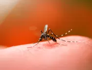 Secretaria de Saúde confirma epidemia de dengue em