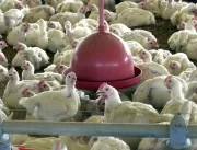 Gripe aviária leva Brasil a decretar emergência zo