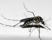 Dengue: Aedes aegypti veio para ficar, alerta infe