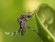 Cinco mortes suspeitas de dengue são investigadas 