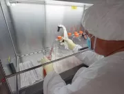 Proteína-chave pode acelerar produção de vacina co