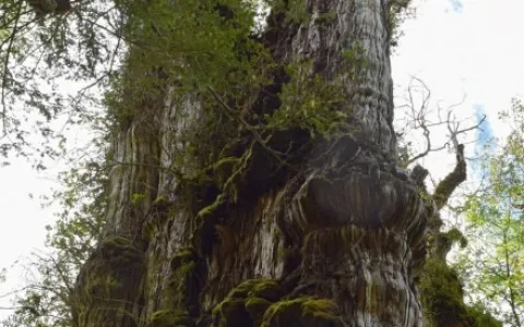 Árvore de 28 metros de altura no Chile deve ser ce