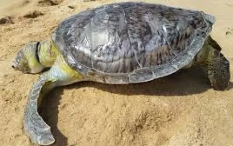 Outra tartaruga morta foi encontrada encalhada em 