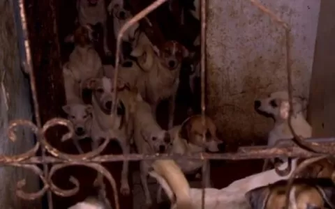 Ações são realizadas em casa com animais abandonados, no bairro de Fátima
