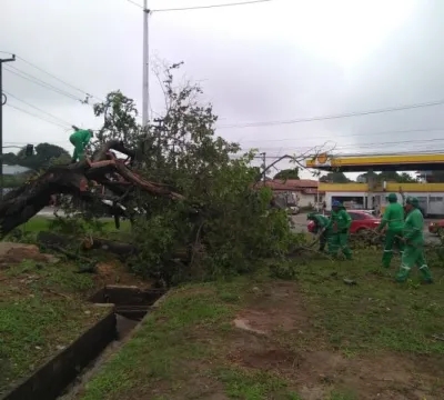 Prefeitura intensifica inspeção e manutenção de árvores em espaços públicos durante período de chuvas, em São Luís 