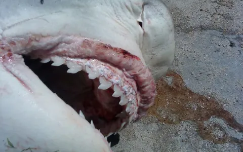 Tubarão Branco capturado  em Carutapera, interior 