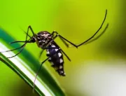 Dengue: Américas podem registrar pior surto da his