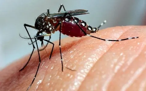 Brasil já tem mais de 3 milhões de casos de dengue