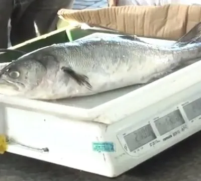 Projeto Peixe na Mesa vende peixe até 30% mais bar