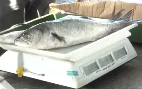 Projeto Peixe na Mesa vende peixe até 30% mais bar