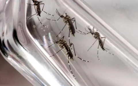 Semana Nacional de Combate ao Aedes Aegypti começa