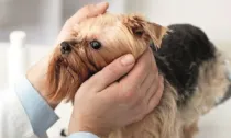​Ceratoconjuntivite seca prejudica a saúde ocular dos pets 