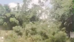 ​Vitória da comunidade: USP freia corte de árvores