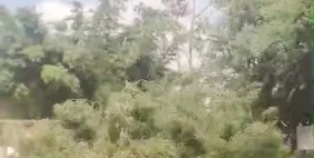 ​Vitória da comunidade: USP freia corte de árvores