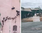 Vídeo mostra cavalos sendo resgatados de enchente 