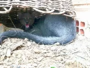 Em extinção, gato-mourisco é capturado em Serrolân