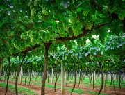 São Roque: turismo rural e roteiro de vinhos atrai