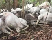 Raio mata 37 cabeças de gado em fazenda