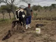 Vaca dá à luz três bezerros de forma natural em Se