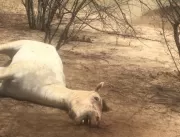 Raio atinge e mata animal em Quixabeira