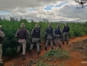 Polícia Militar encontra plantação com 200 mil pés