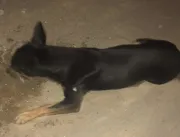 Cachorros são mortos por envenenamento em Quixabei