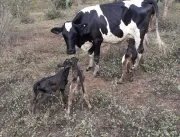 Vaca dá à luz três bezerros de forma natural em Se