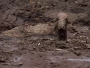 Animais presos na lama são sacrificados a tiros em