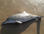Banhistas encontram golfinho morto em praia de Cab
