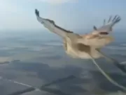 IMAGEM FORTE: Pássaro é triturado após se chocar c