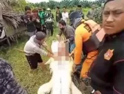 Cadáver de menino é retirado da barriga de crocodi