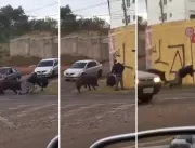 Vídeo: Porco derruba, ataca e morde motoboy durant
