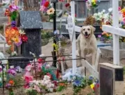 Cachorro vai morar em cemitério depois da morte do