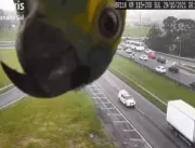 Papagaio curioso aparece em câmera de monitorament